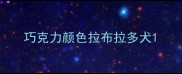 巧克力颜色拉布拉多犬