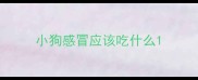小狗感冒应该吃什么