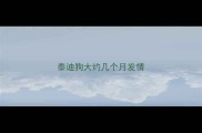 泰迪狗大约几个月发情