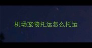 机场宠物托运怎么托运
