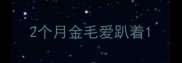 2个月金毛爱趴着