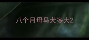 八个月母马犬多大