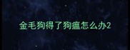 金毛狗得了狗瘟怎么办