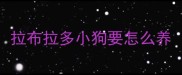拉布拉多小狗要怎么养