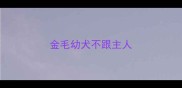 金毛幼犬不跟主人