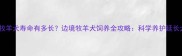 边境牧羊犬寿命有多长边境牧羊犬饲养全攻略科学养护延长犬龄