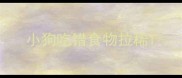 小狗吃错食物拉稀