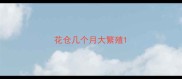 花仓几个月大繁殖