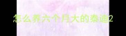 怎么养六个月大的泰迪