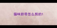 猫咪脐带怎么剪的