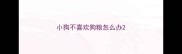小狗不喜欢狗粮怎么办