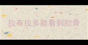 拉布拉多能看到肋骨