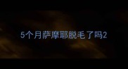 5个月萨摩耶脱毛了吗