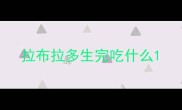 拉布拉多生完吃什么