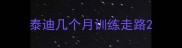 泰迪几个月训练走路