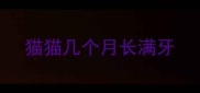 猫猫几个月长满牙
