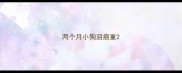 两个月小狗泪痕重