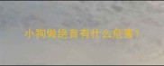 小狗做绝育有什么危害
