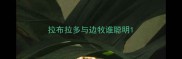 拉布拉多与边牧谁聪明