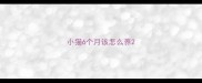 小猫6个月该怎么养