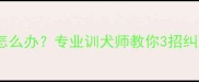 哈士奇啃食烧烤怎么办专业训犬师教你3招纠正宠物不良习惯
