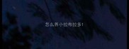 怎么养小拉布拉多