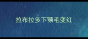 拉布拉多下颚毛变红