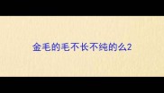 金毛的毛不长不纯的么