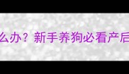 母狗产后躲着小狗怎么办新手养狗必看产后分离焦虑破解指南