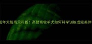 边牧成年犬智商天花板高智商牧羊犬如何科学训练成完美伴侣犬