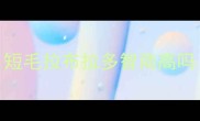短毛拉布拉多智商高吗