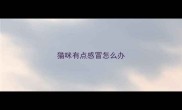 猫咪有点感冒怎么办