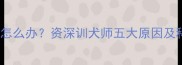 小狗总爱咬脚怎么办资深训犬师五大原因及科学纠正指南