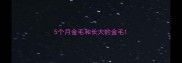 5个月金毛和长大的金毛