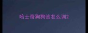 哈士奇狗狗该怎么训