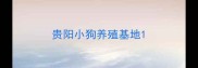 贵阳小狗养殖基地