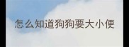 怎么知道狗狗要大小便