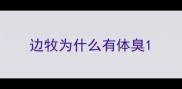 边牧为什么有体臭
