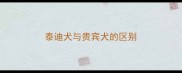 泰迪犬与贵宾犬的区别