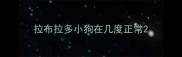 拉布拉多小狗在几度正常