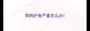 狗狗护食严重怎么办