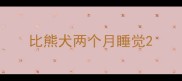 比熊犬两个月睡觉