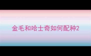 金毛和哈士奇如何配种