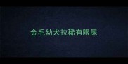 金毛幼犬拉稀有眼屎