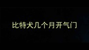 比特犬几个月开气门