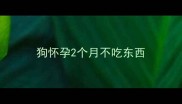 狗怀孕2个月不吃东西