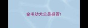 金毛幼犬总是感冒