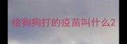 给狗狗打的疫苗叫什么