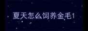 夏天怎么饲养金毛
