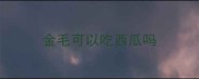 金毛可以吃西瓜吗